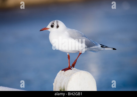 Lachmöwe (Larus Ridibunda). Winterkleid. Stockfoto