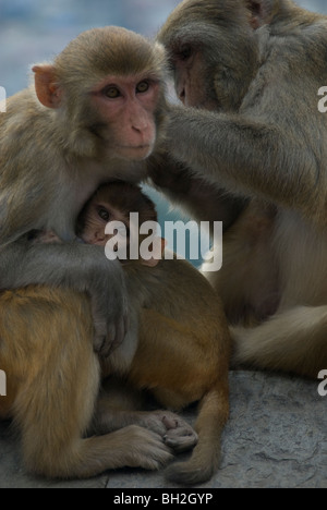 Heiligen Affen Pflege Swayambhunath buddhistisch Tempel, Monkey Temple, Khathmandu Nepal Stockfoto