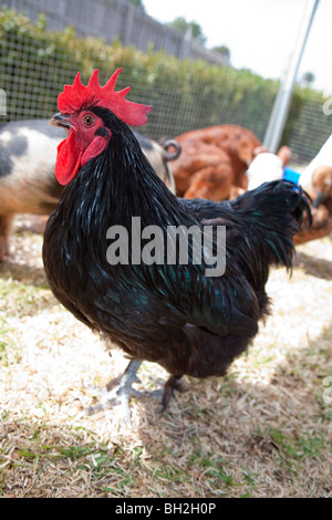 Schwarzes Australorp Huhn