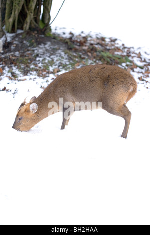 Deer Muntjak (Muntiacus Reevesi). Männchen auf der Suche nach Nahrung nach einem Sturz von Schnee. Winter. Januar, Norfolk. Stockfoto