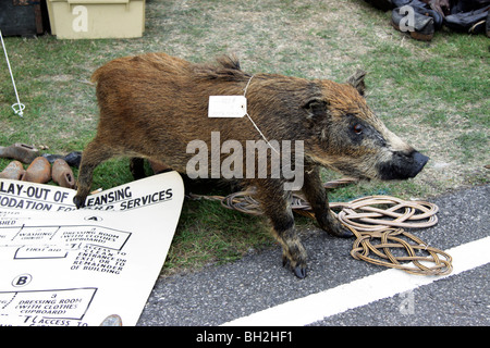 Gefüllte Eber für den Verkauf auf einem Second-Hand-stall Stockfoto
