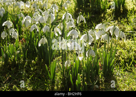 Blendend weiße Schneeglöckchen (Galanthus Nivalis) Hintergrundbeleuchtung Gras Stockfoto