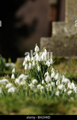 Eine kleine Anzeige von blendend weißen Schneeglöckchen (Galanthus Nivalis) in einem Kirchhof Stockfoto