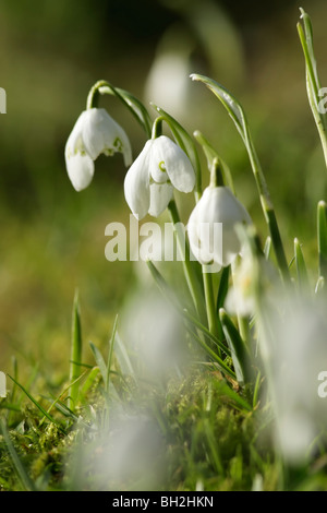 Eine kleine Anzeige von blendend weißen Schneeglöckchen (Galanthus Nivalis) Stockfoto