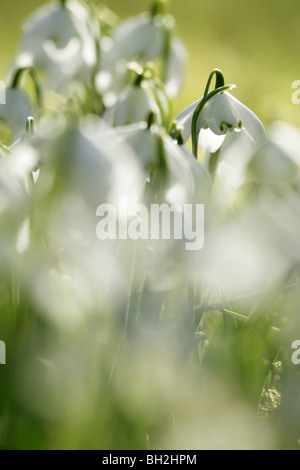 Blendend weiße Schneeglöckchen (Galanthus Nivalis) Hintergrundbeleuchtung Stockfoto