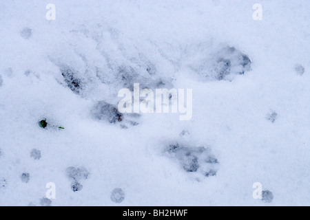 Grau-Eichhörnchen (Sciurus Carolensis). Fuß und Tail Abzüge im weichen Schnee aus einer Landung Eichhörnchen Sprung von einem Baum. Stockfoto