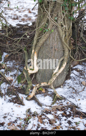 Efeu (Hedera helix), Rinde Zerbissen von Kaninchen (Oryctolagus cuniculus) während einer harten Wetter Winter Zauber. Efeu klettern Eiche Quercus robur. ​. Januar, Norfolk. Stockfoto