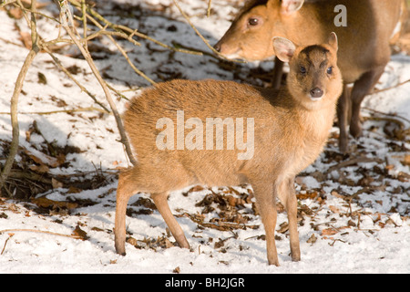 Deer Muntjak (Muntiacus Reevesi). Weiblich, oder Damhirschkuh mit Kitz. Januar, Norfolk. Stockfoto