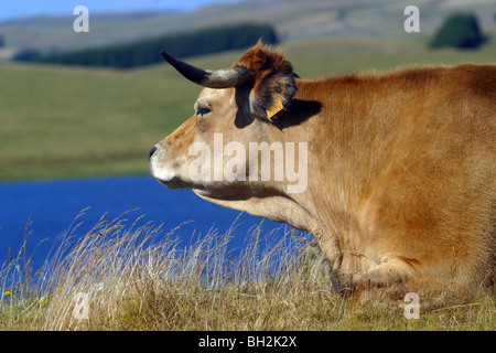 AUBRAC-KUH UND SEINE KALB IM SOMMERWEIDE MIT BLICK AUF DEN ST. ANDEOL SEE, LOZERE (48) Stockfoto