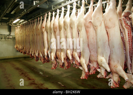 Schweinehälften hängen in einem Schlachthof Stockfoto