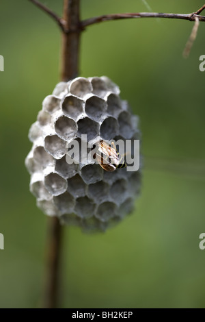 Europäische Papier Wespe, Polistes Dominula (falsch geschrieben als Dominulus) bauen ein Nest Stockfoto