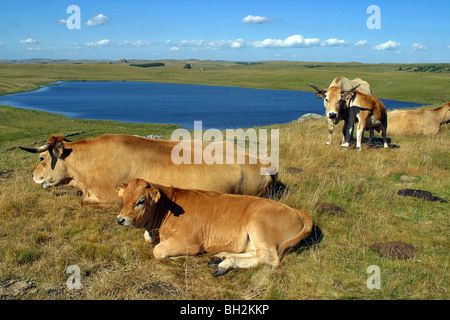 HERDE VON AUBRAC KÜHE IM SOMMERWEIDE MIT BLICK AUF DEN ST. ANDEOL SEE, LOZERE (48) Stockfoto