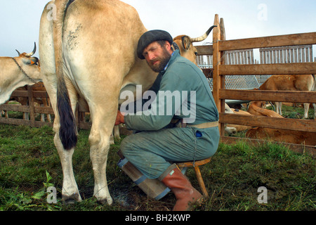 HAND-MELKEN VON AUBRAC KÜHE IM SOMMERWEIDE AUF DER BURON PUECH DE LA TREILHE, AVEYRON (12) Stockfoto