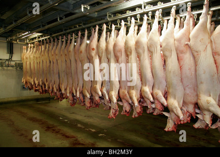 Schweinehälften hängen in einem Schlachthof Stockfoto