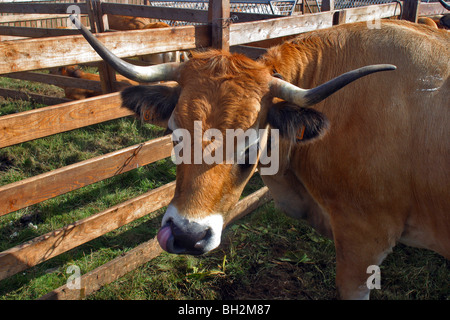 AUBRAC KÜHE WÄHREND HAND MELKEN IM SOMMERWEIDE AUF DER BURON PUECH DE LA TREILHE, AVEYRON (12) Stockfoto