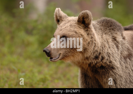 Europäischer Braunbär Ursos Arctos fotografiert in Finnland Stockfoto