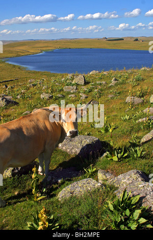 AUBRAC KÜHE MIT BLICK ÜBER DEN SEE ST ANDEOL, LOZERE (48) Stockfoto