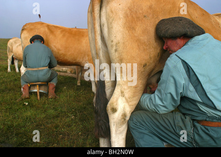 HAND-MELKEN VON AUBRAC KÜHE IM SOMMERWEIDE AUF DER BURON PUECH DE LA TREILHE, AVEYRON (12) Stockfoto