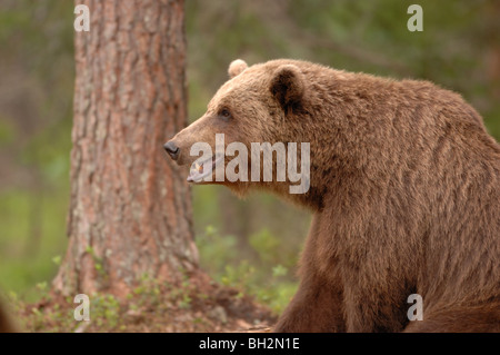 Europäischer Braunbär Ursos Arctos fotografiert in Finnland Stockfoto