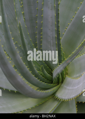 Aloe-Pflanze Stockfoto