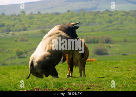 PAARUNG DER AUBRAC KUH UND STIER, TRANSHUMANZ, SOMMERWEIDE, AVEYRON (12), MIDI-PYRENÄEN, FRANKREICH Stockfoto
