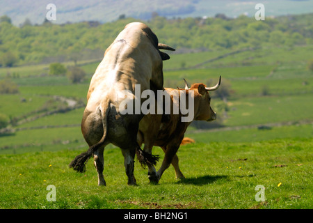PAARUNG DER AUBRAC KUH UND STIER, TRANSHUMANZ, SOMMERWEIDE, AVEYRON (12), MIDI-PYRENÄEN, FRANKREICH Stockfoto