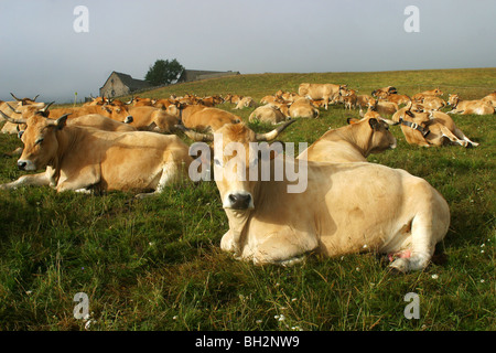 HERDE VON AUBRAC KÜHE IM SOMMERWEIDE AM BURON DU PUECH DE LA TREILHE, TRANSHUMANZ, AVEYRON (12), MIDI-PYRENÄEN, FRANKREICH Stockfoto