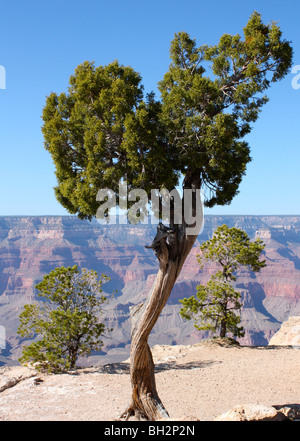 Baum am Rande des Grand Canyon in Arizona, USA Stockfoto