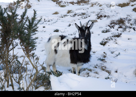 Nordwales Vereinigtes Königreich Januar eine der wilden Ziegen im Eryri Snowdonia National Park im Tal, die auf Nahrungssuche sind Stockfoto