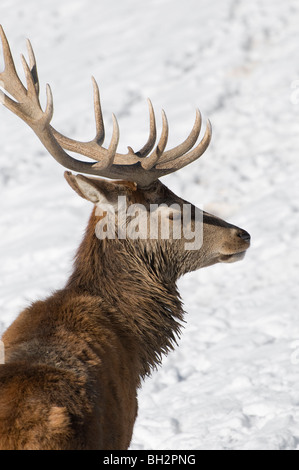 Red Deer stag im österreichischen Tirol Stockfoto
