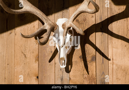 Rotwild-Hirsch-Schädel und Geweih, Österreich Stockfoto