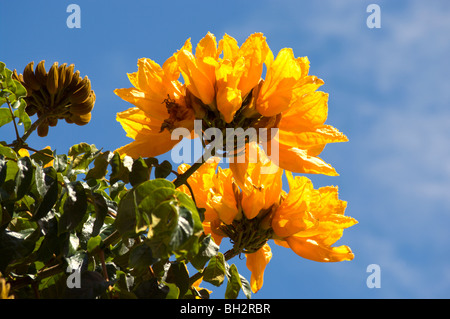 Gelb blühende Sorte des afrikanischen Tulpenbaum Kauai HI Stockfoto