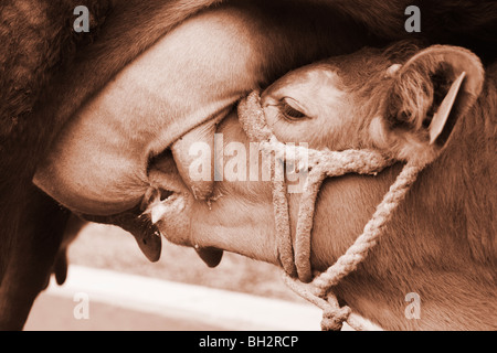 Spanferkel auf Kuh Kalb Stockfoto