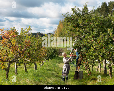 Älteres paar Äpfel pflücken Stockfoto