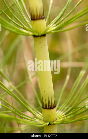 Großen Schachtelhalm, Equisetum telmateia Stockfoto