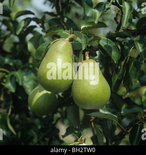 Reifer Doyenne du Comice Birnen Früchte auf dem Baum, Oxfordshire Stockfoto