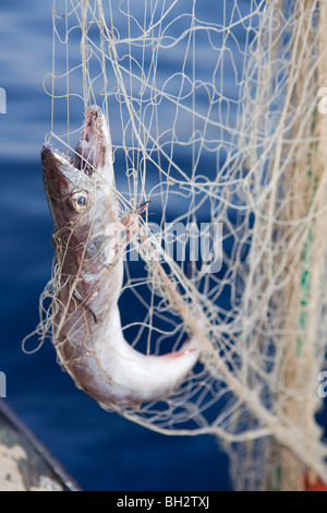 Fisch im Netz Stockfoto