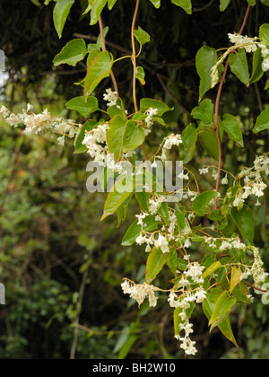 Russisch-Rebe, Fallopia baldschuanica Stockfoto