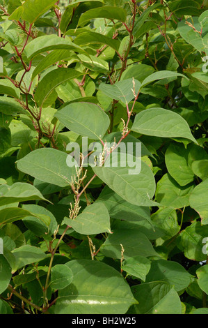 Japanischer Staudenknöterich Fallopia japonica Stockfoto