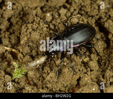 Violetscher Grobkäfer oder Regenkäfer (Carabus violaceus), die sich von einer Schnecke ernähren ein bodenaktiver Schädling, Devon, Juni Stockfoto