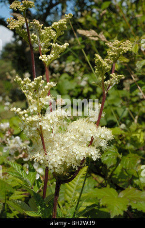 Mädesüß, Filipendula ulmaria Stockfoto