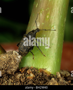 Erwachsene Dickmaulrüssler Otiorhynchus Sulcatus, eine schwere Pest von Topf und Container einige Sträucher und Zierpflanzen angebaut Stockfoto