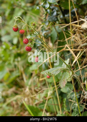 Wilde Erdbeeren Früchte, Fragaria vesca Stockfoto