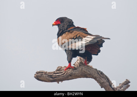 Porträt eines Bateleur Adler im südlichen Afrika. Das Foto wurde in Namibias Mudumu Nationalpark. Stockfoto