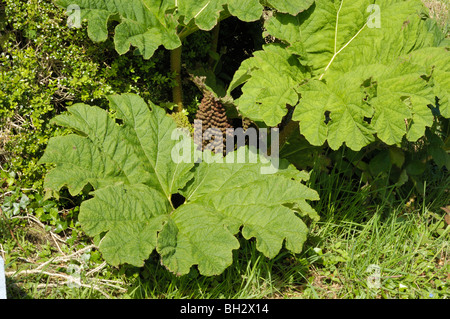 Riesen-Rhabarber Gunnera tinctoria Stockfoto