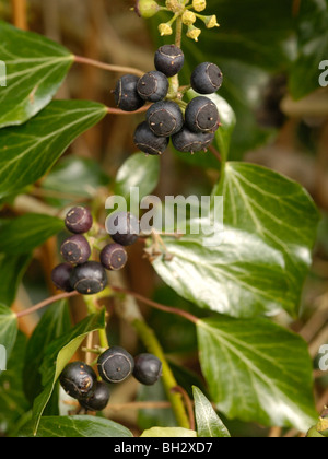 Atlantic Efeu, Hedera hibernica Stockfoto