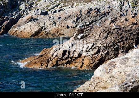 Côte Sauvage (wilde Küste), Quiberon, Golfo de Morbihan, Bretagne, Frankreich Stockfoto