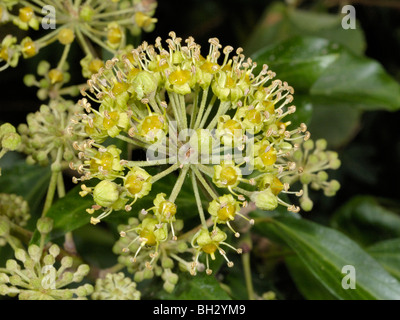 Gemeinsamen Efeu, Hedera helix Stockfoto