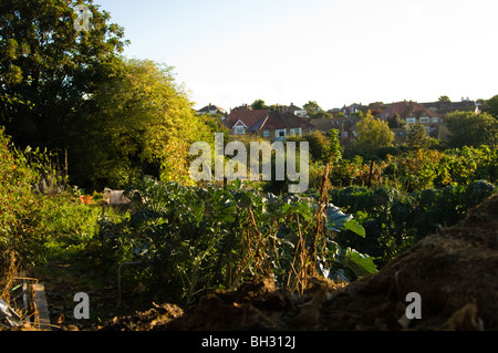 Brokkoli (Brassica Oleracea var. Italica) unter Verrechnung auf eine Zuteilung Grundstück wachsen. Das Netting schützt die Pflanze vor Vögel Stockfoto