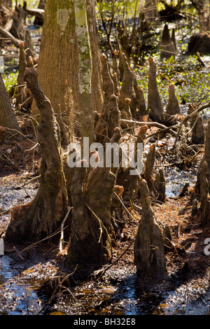 Cypress Knie im Barataria Preserve, Marrero, Louisiana, Jean Lafitte National Park Stockfoto
